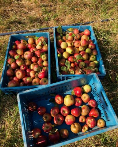 Appels