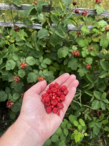 Kleinfruit