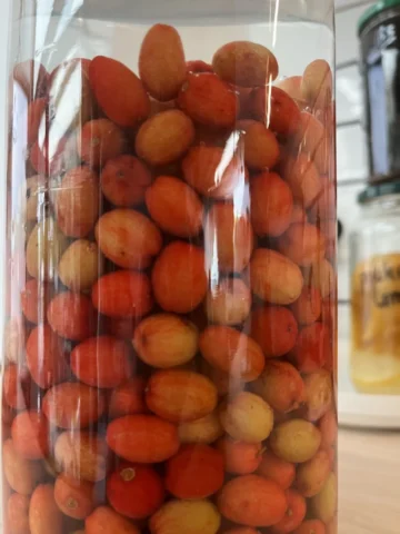Kornoelje "Olijfjes"